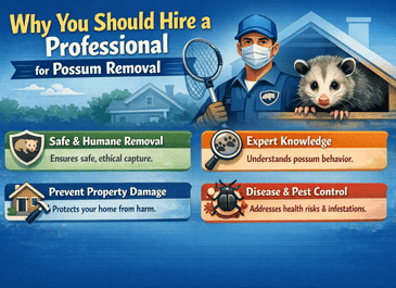 Hire a Professional for Possum Removal